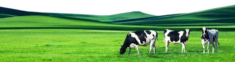Animal nutrition and feed ingredients for livestock, poultry and aquaculture feed manufacturing